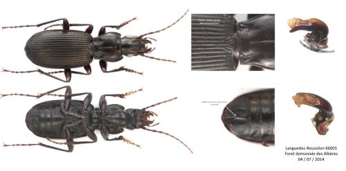 Réf. 338 090 : Pterostichus cristatus albericus